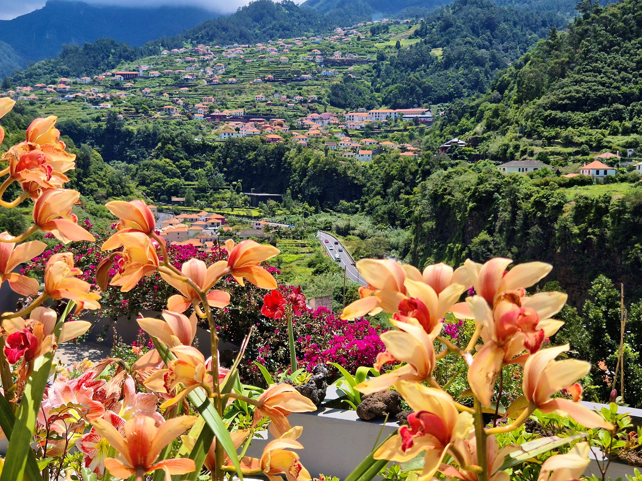 20250515 141723 São Vicente   Cardais de Baixo, São Vicente, Madeira, 9240 225, Portugal